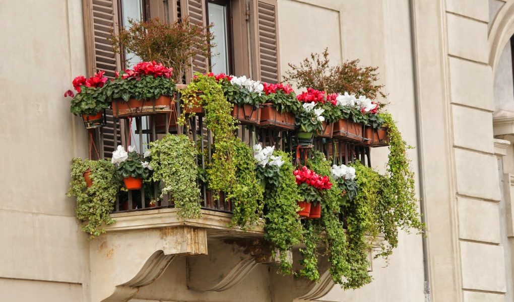Ukwiecony balkon - które rośliny wybrać